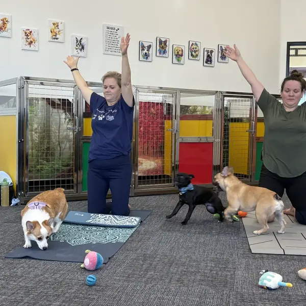 Yoga with puppies at K9 Rox Club
